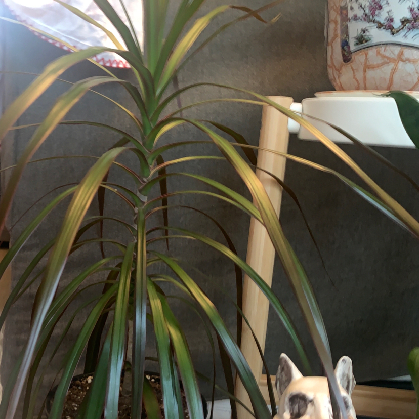 Dragon Tree plant photo by @Kristalee named Toothless on Greg, the plant care app.