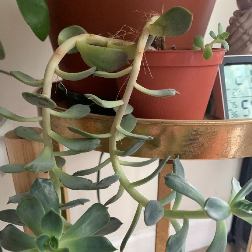 Photo of the plant species Graptosedum 'Ghosty' by @Kristalee named Baby Prop Do Do Do Do D-Do on Greg, the plant care app