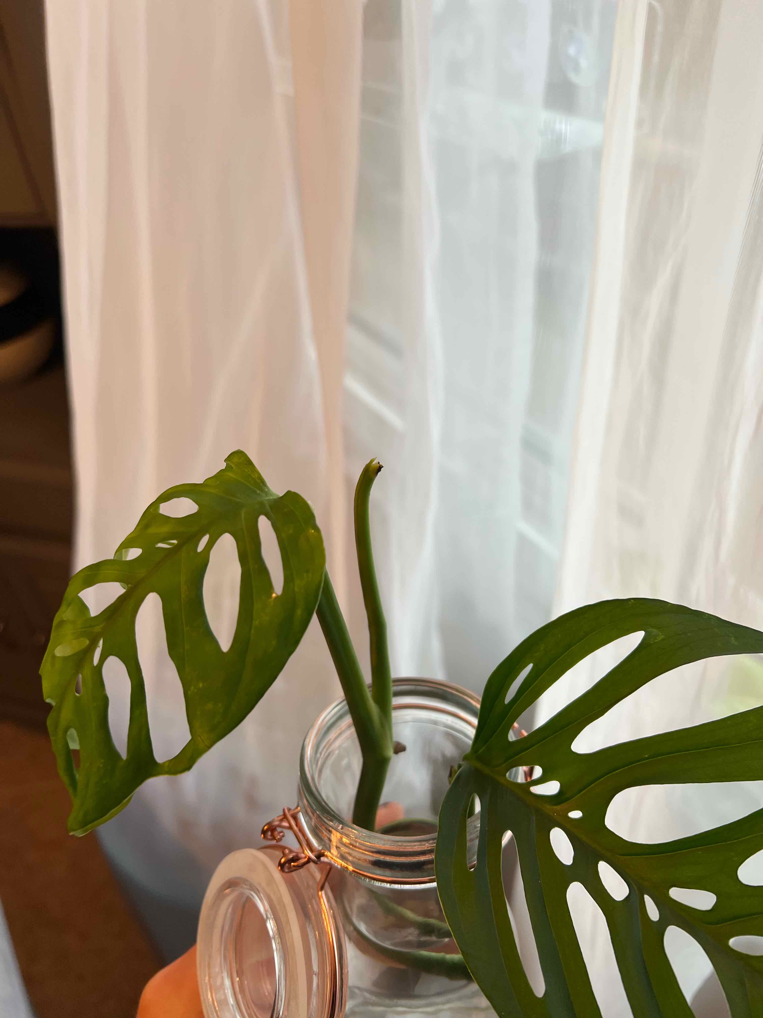 Monstera esqueleto plant with two healthy leaves in a glass jar, well-framed and in focus.