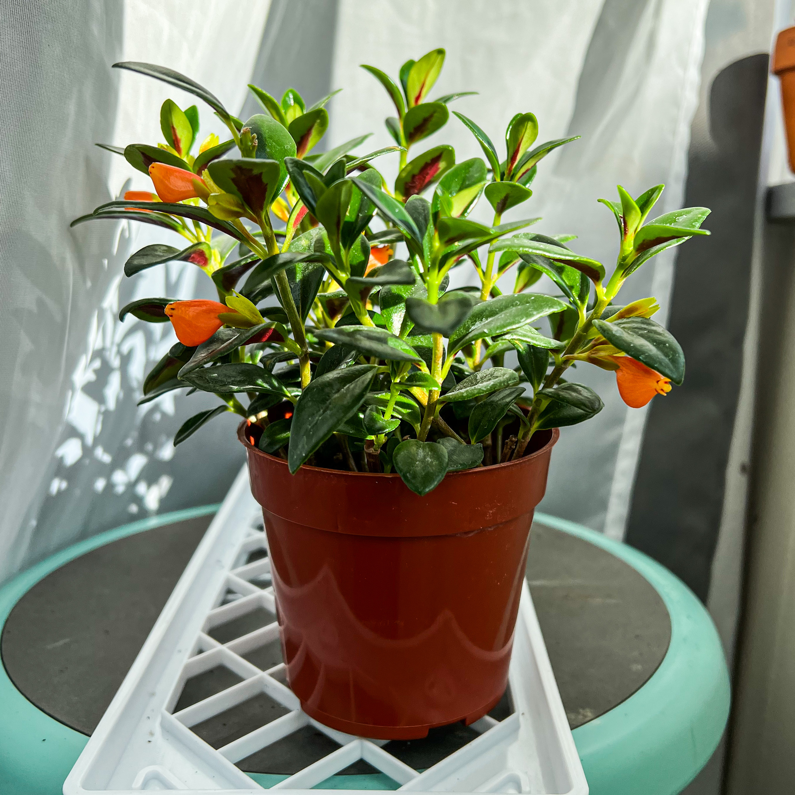 Photo of the plant species Goldfish Plant by @TattedHibiscus named Goldeen on Greg, the plant care app