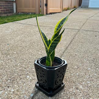 Snake Plant plant in Garfield Heights, Ohio