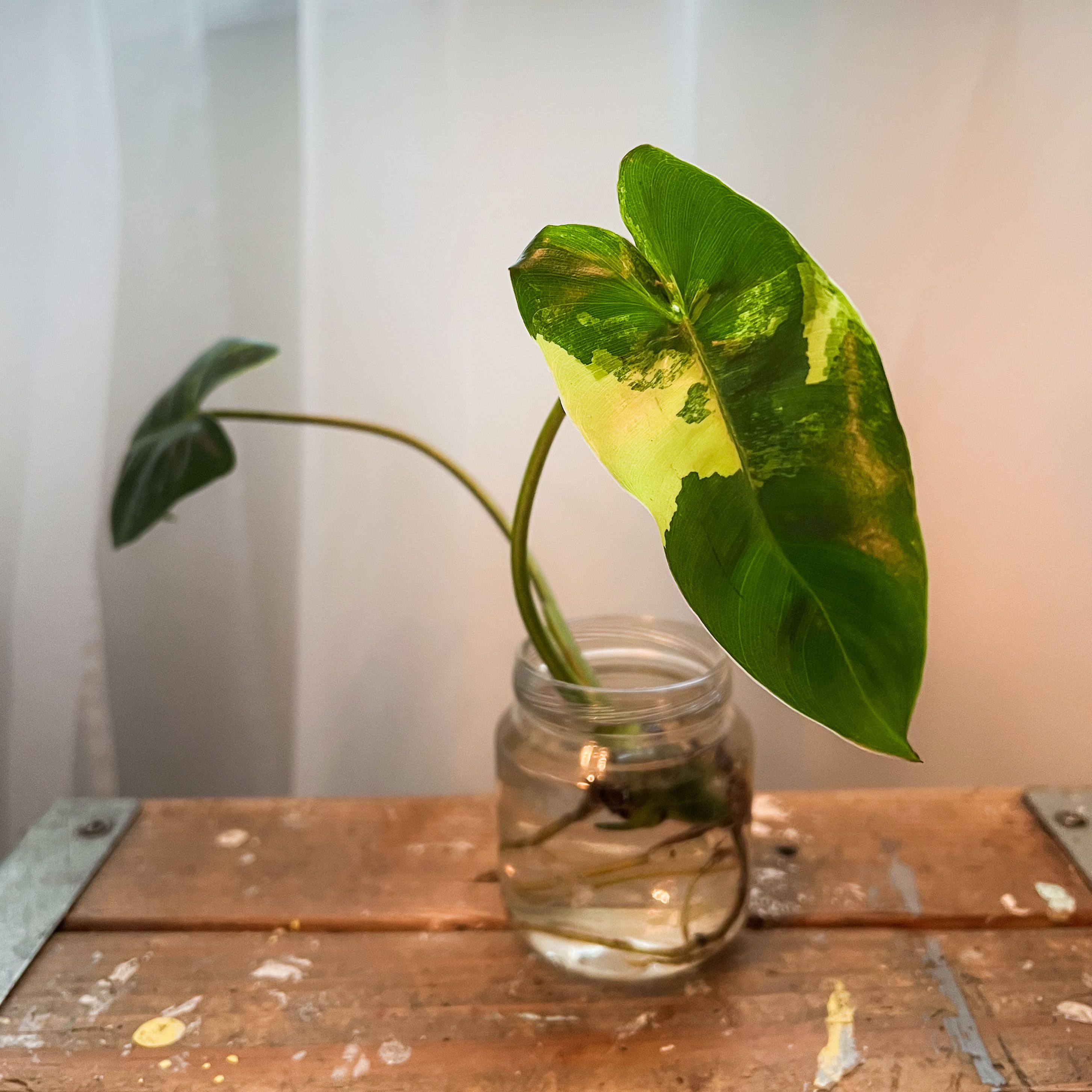 Burle Marx Variegata plant in a glass jar with water, showing variegated green and yellow leaves.