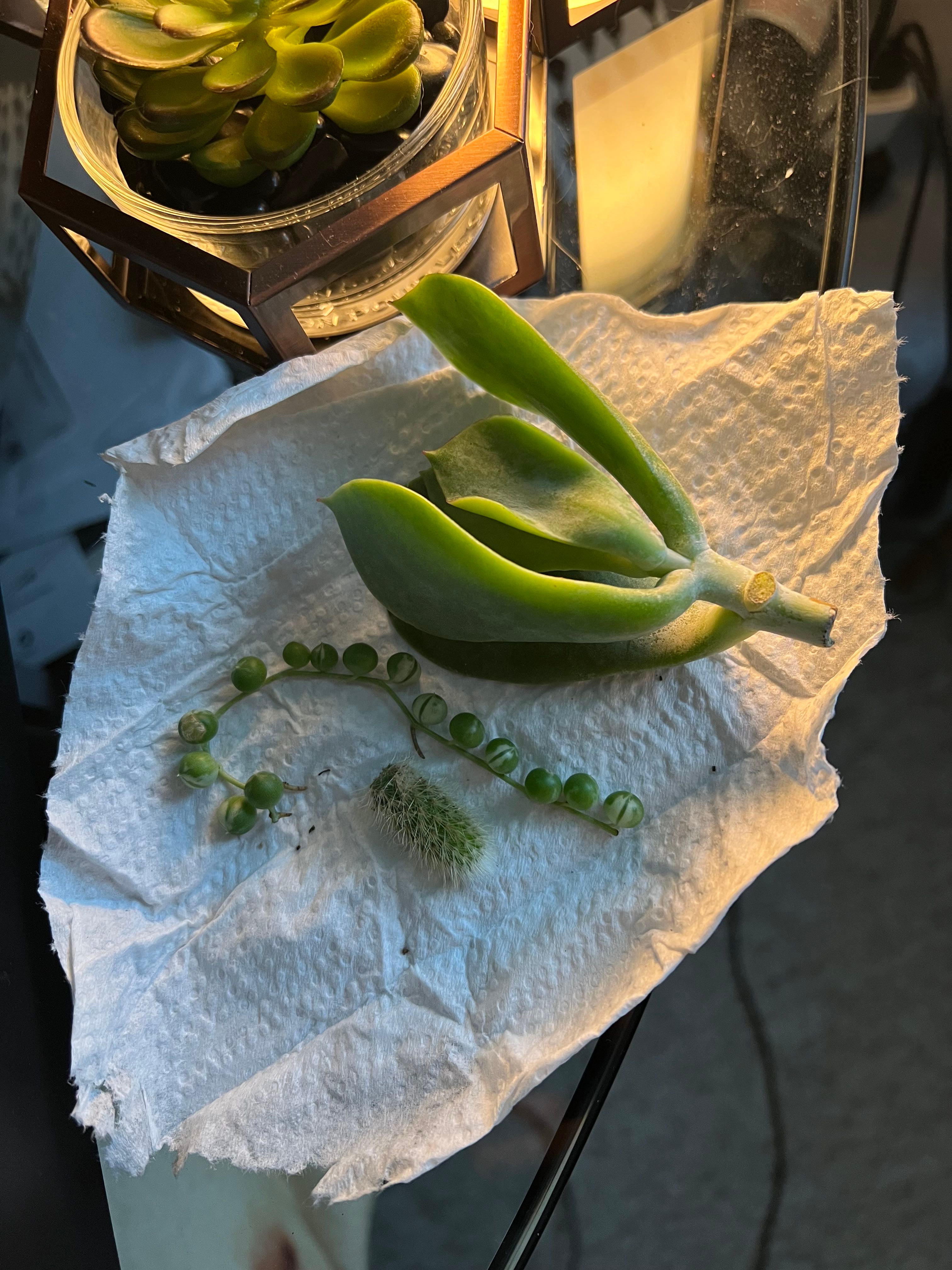 Ultimate Guide to Root Rot in Cat's Paw 🐾