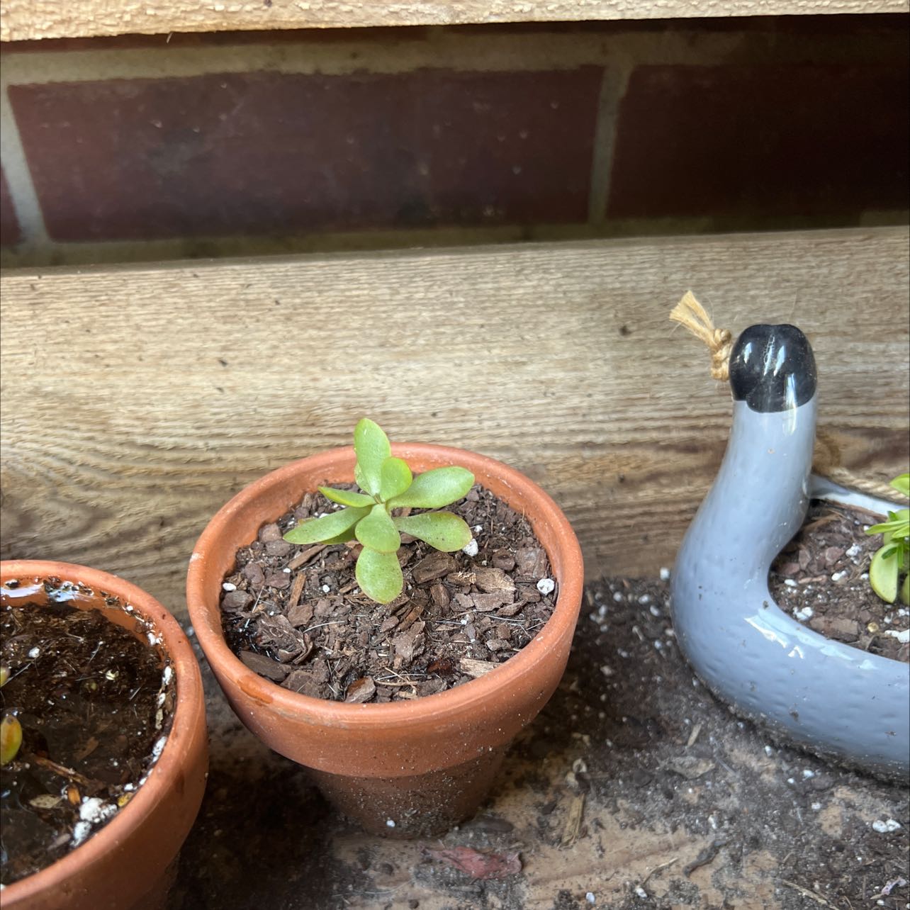 Small potted plant identified as Small Red Carpet with green leaves, visible soil, and well-framed.