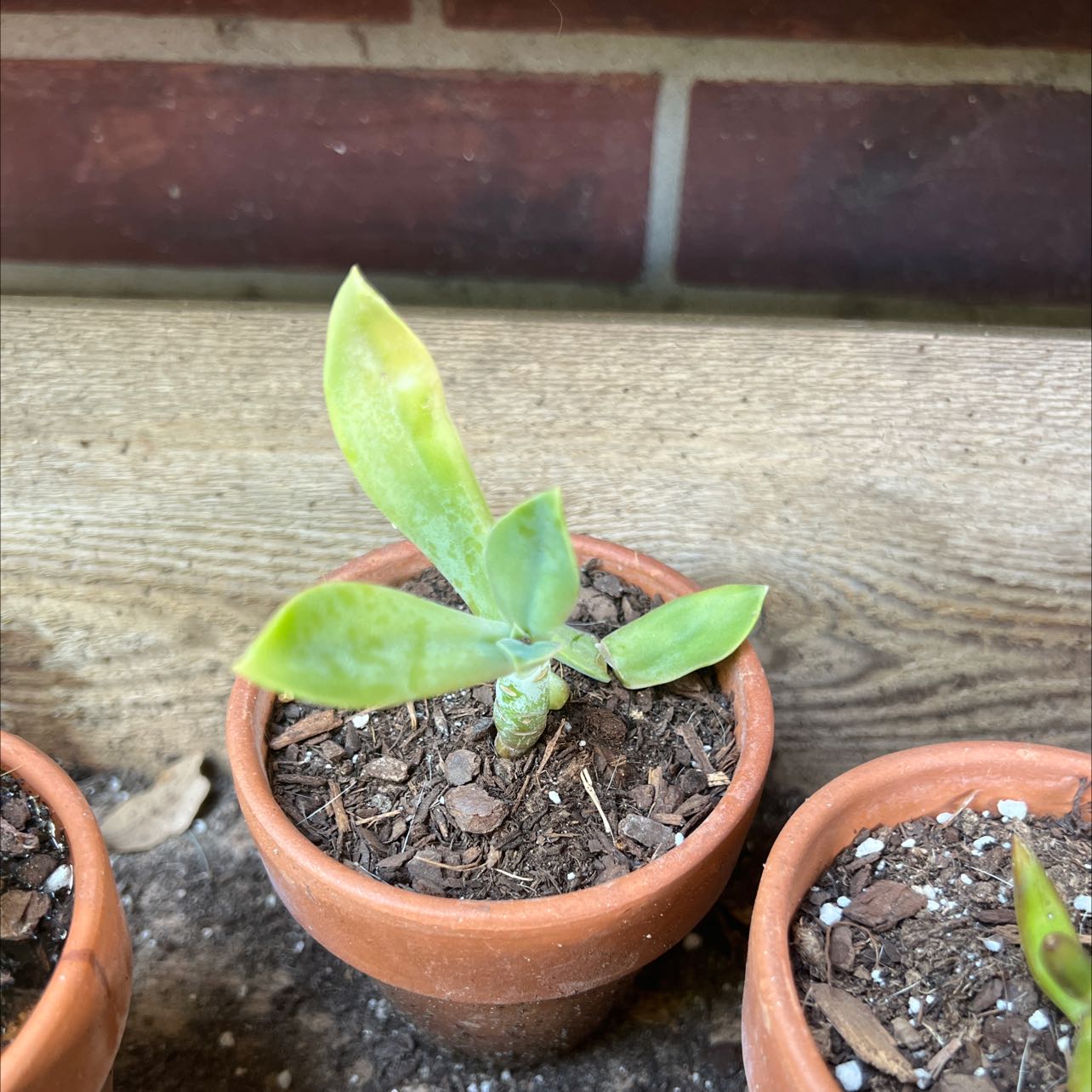 Small potted Graptoveria 'Fred Ives' succulent with slightly yellowing leaves.