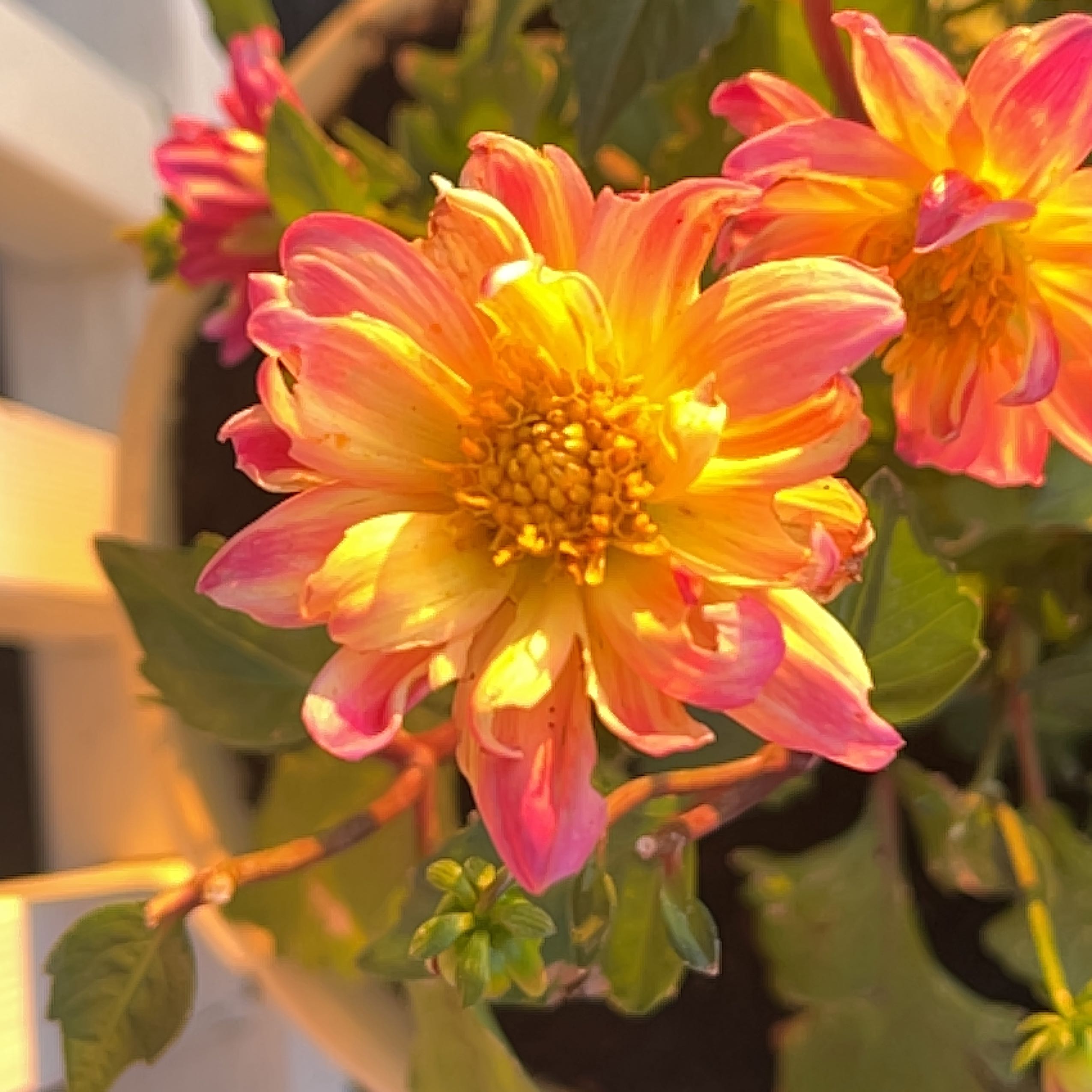 Vibrant Garden Dahlia with pink and yellow flowers in a pot.
