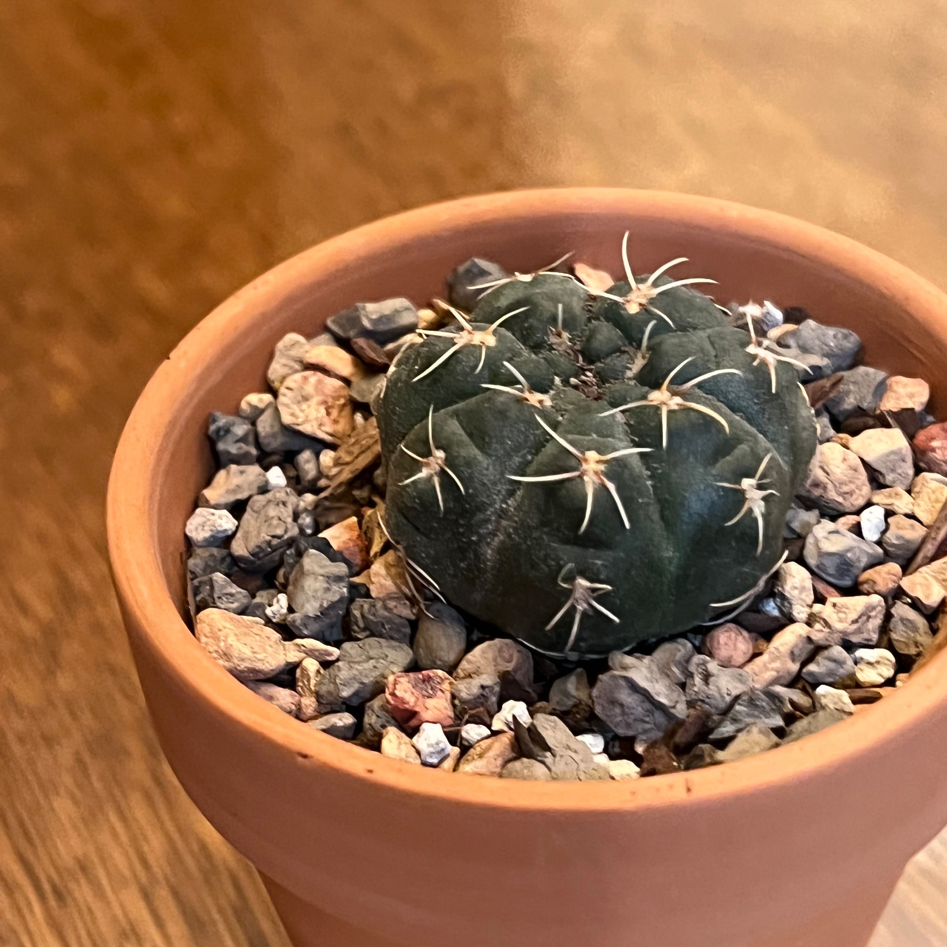 Photo of the plant species Chin Cactus by @ClubbyPurei named Cora on Greg, the plant care app