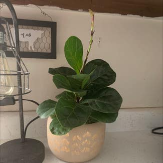 Fiddle Leaf Fig plant in Hanna City, Illinois