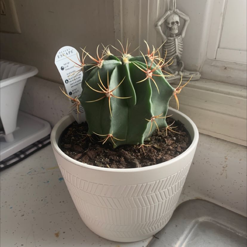 Photo of the plant species Blue Barrel Cactus by @IconMuhlygrass named Cactus on Greg, the plant care app
