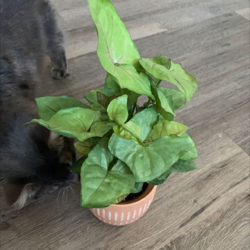 Syngonium 'Berry' plant in a pot with a cat in the background.