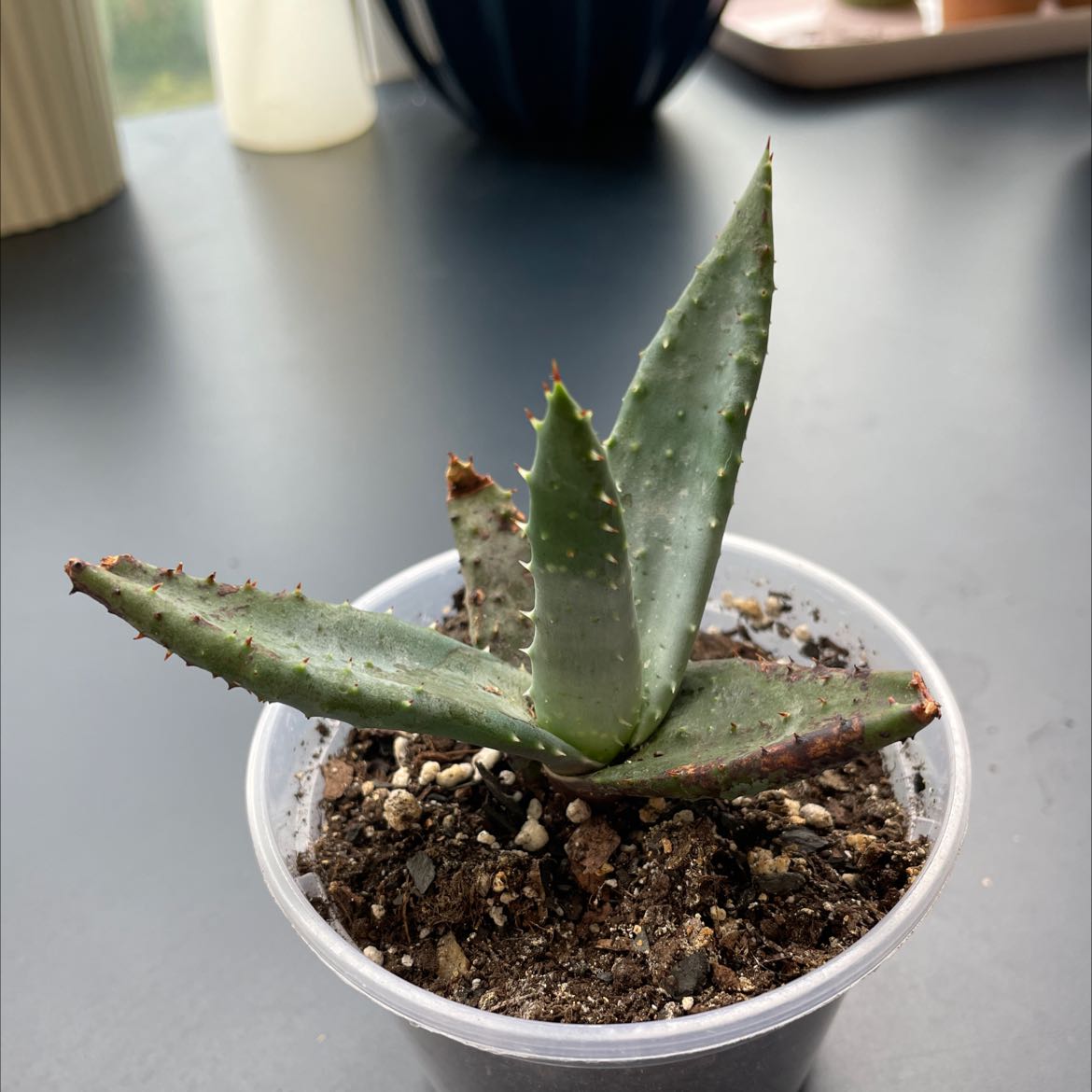 Cape Aloe plant in a plastic container with visible soil and some browning on the leaf tips.