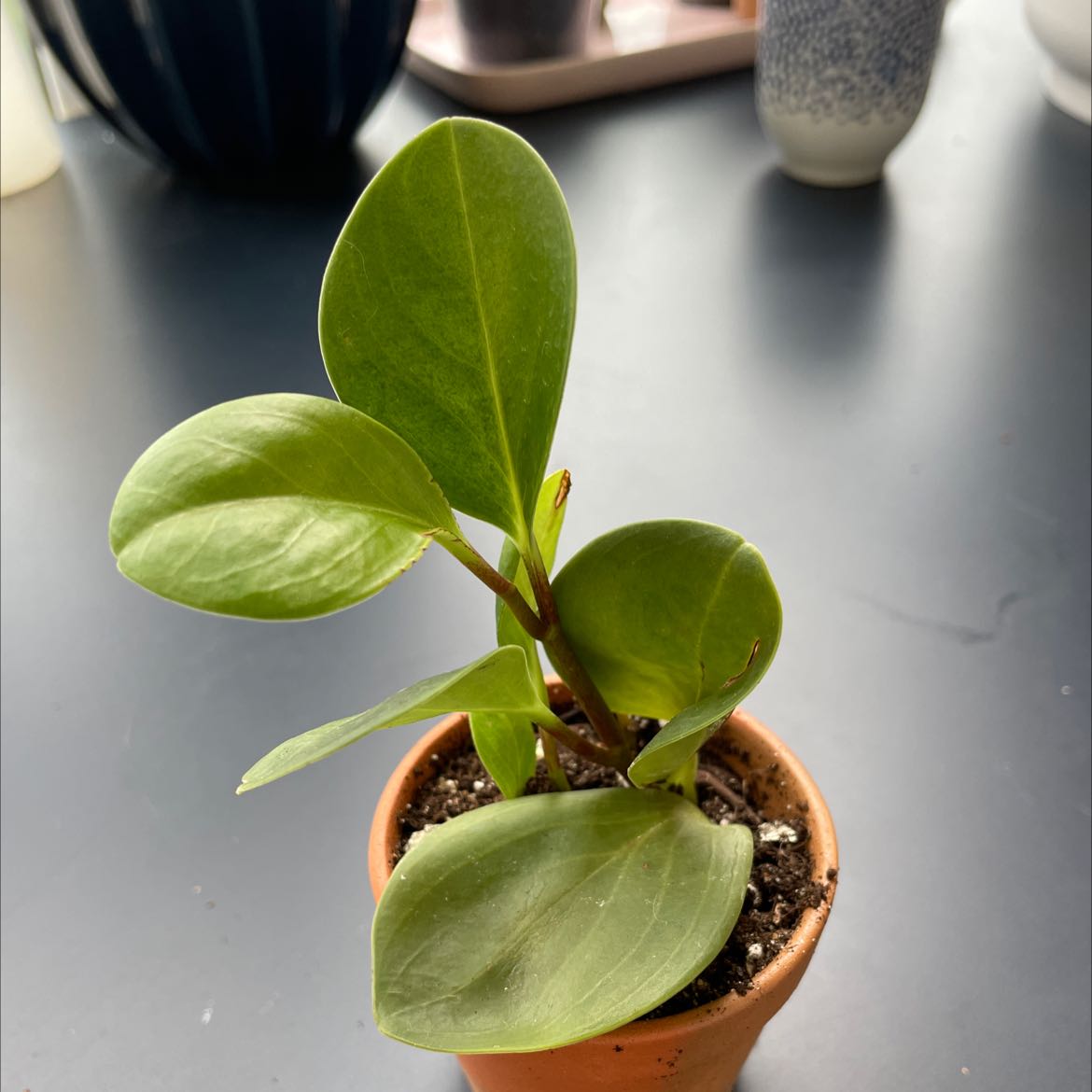 Common Peperomia Thailand Problems