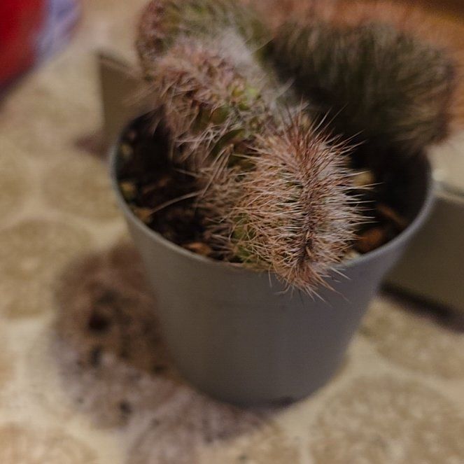 Photo of the plant species Nyctocereus serpentinus cristata by @SmileyRhodotus named Snatch on Greg, the plant care app