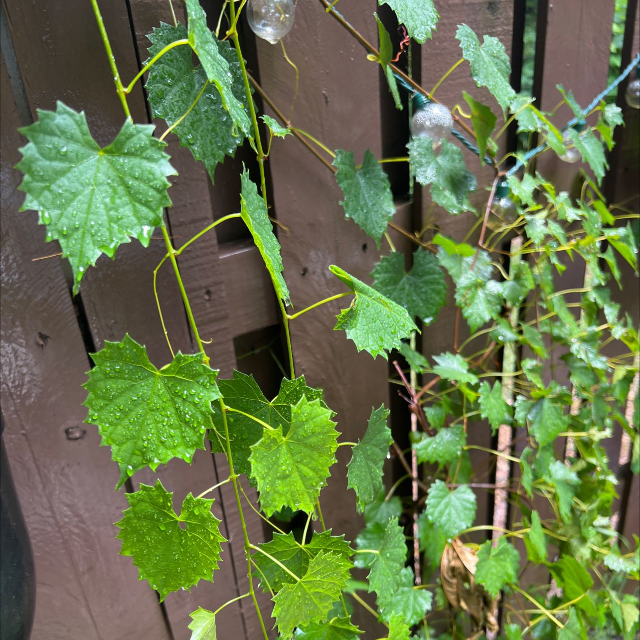 Muscadine Grape plant with green leaves climbing a wooden structure.