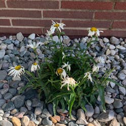 Daisy plant