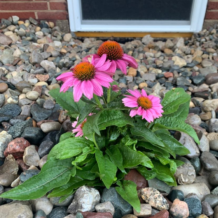 Purple Coneflower plant with pink flowers and green leaves among rocks.