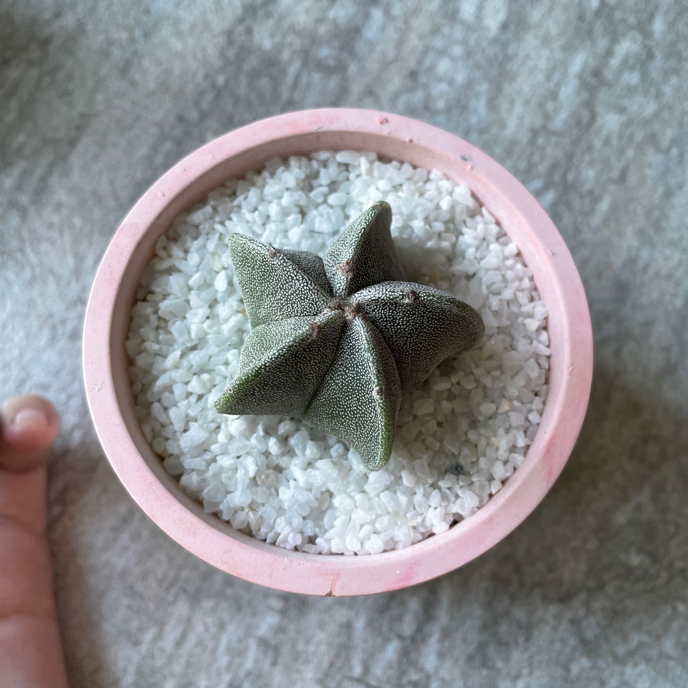 Photo of the plant species Bishop's Cap Cactus by @Vixplot named Star on Greg, the plant care app