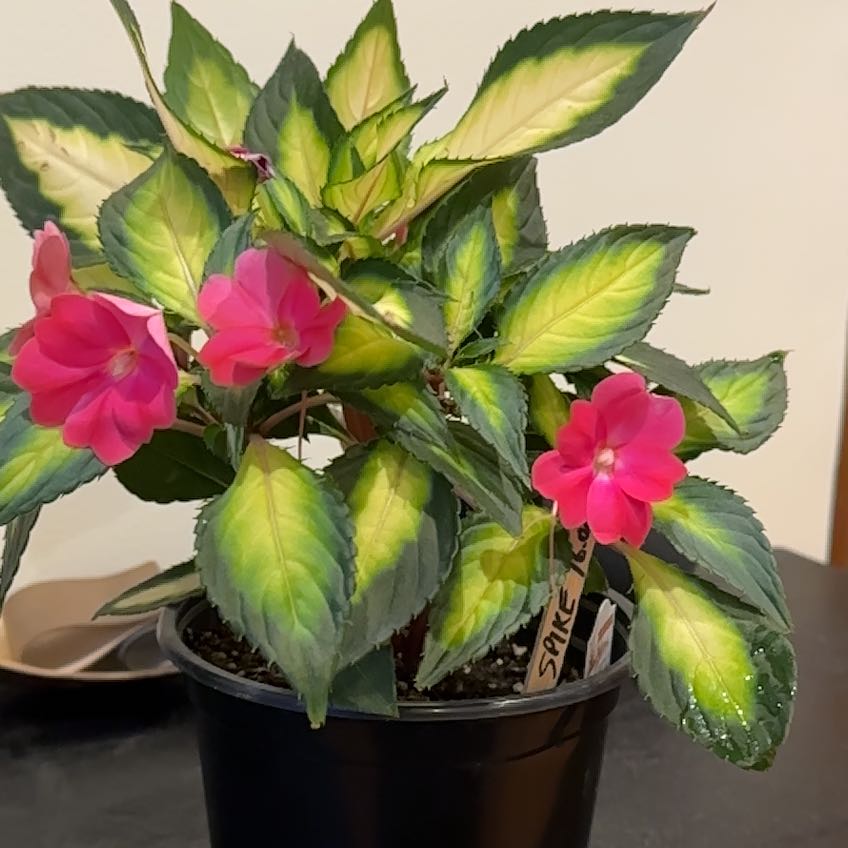 New Guinea Impatiens with pink flowers and variegated leaves in a black pot.