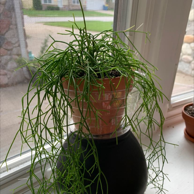 Photo of the plant species Rhipsalis baccifera by @RootedAnise named Your plant on Greg, the plant care app