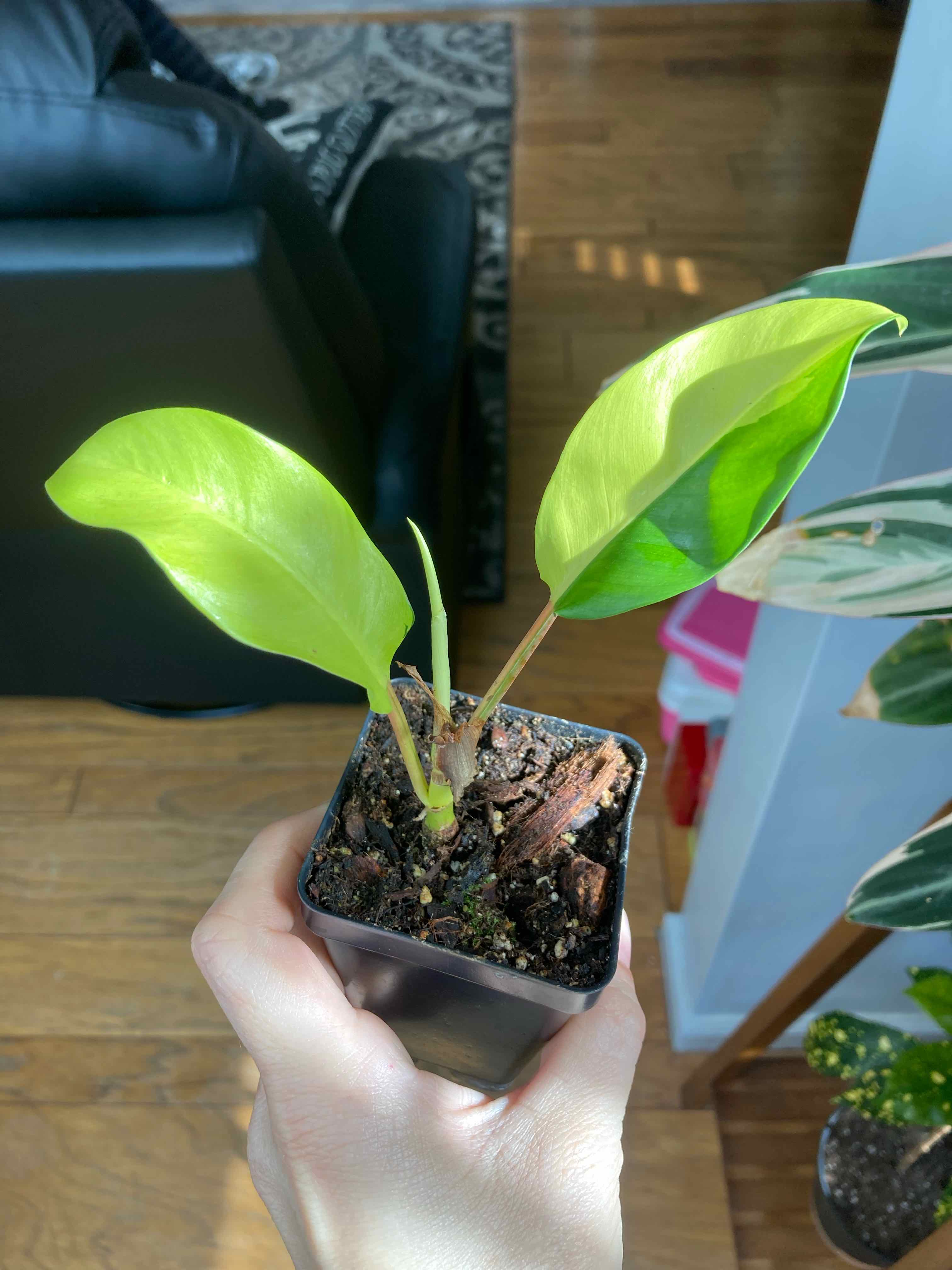 Philodendron 'Thai Sunrise' plant with healthy green leaves in a small pot held by a hand.