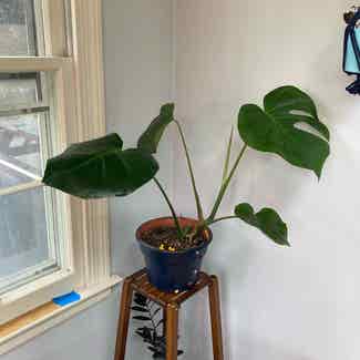 Monstera plant in East Haddam, Connecticut