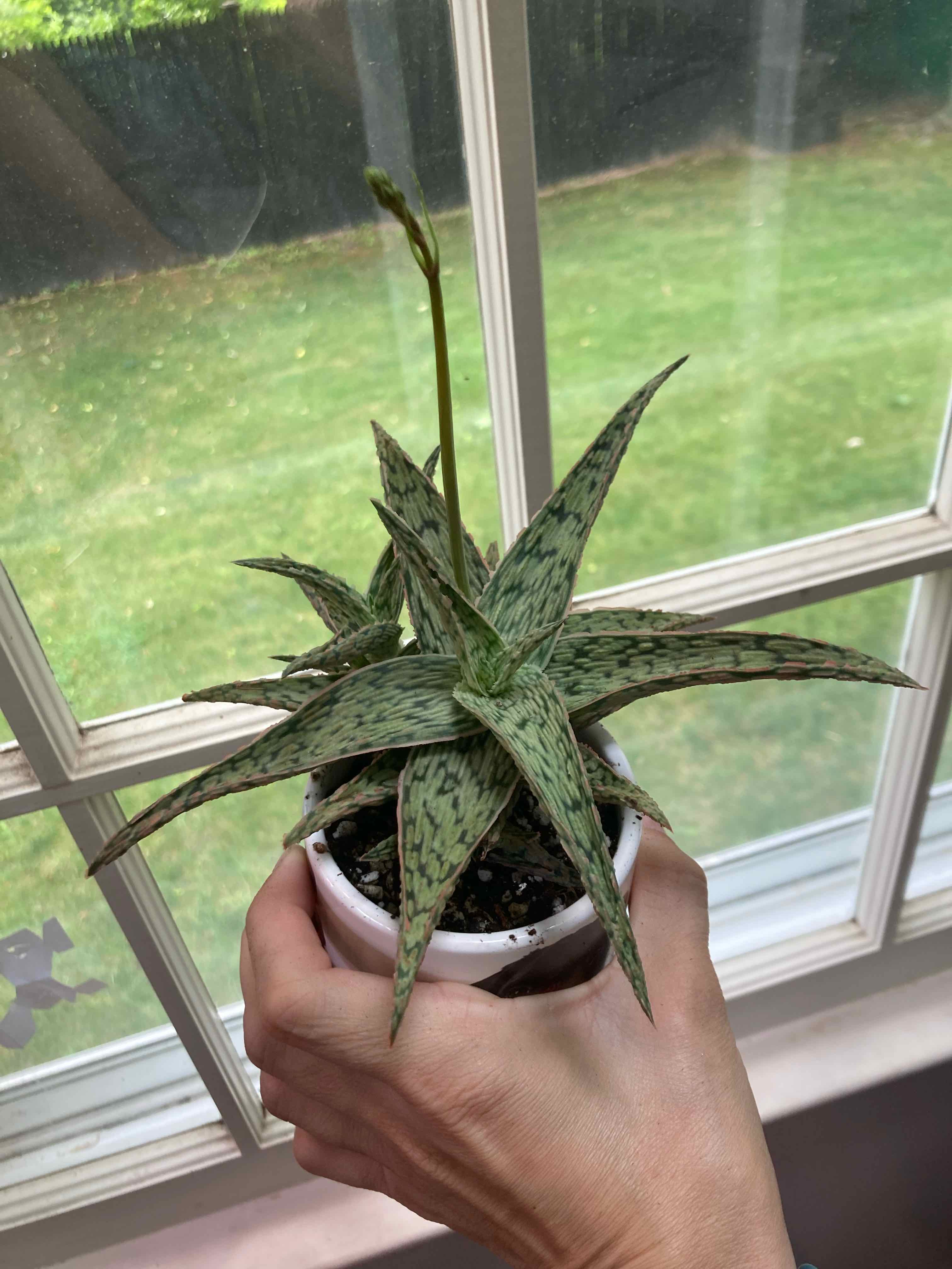 Pink Blush Aloe plant held by a hand in front of a window, appears healthy.