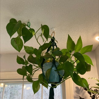Golden Pothos plant in East Haddam, Connecticut