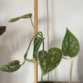 Satin Pothos plant in East Haddam, Connecticut