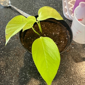 Neon Pothos plant in East Haddam, Connecticut