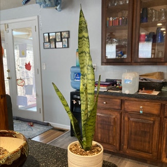 Snake Plant plant in East Haddam, Connecticut
