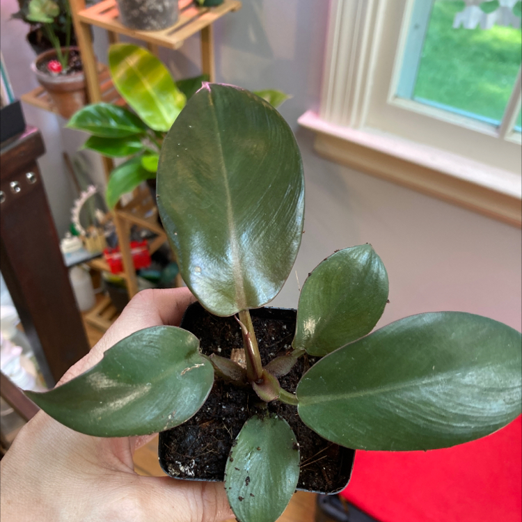 Philodendron 'Black Cardinal' plant with dark green leaves held in a hand.