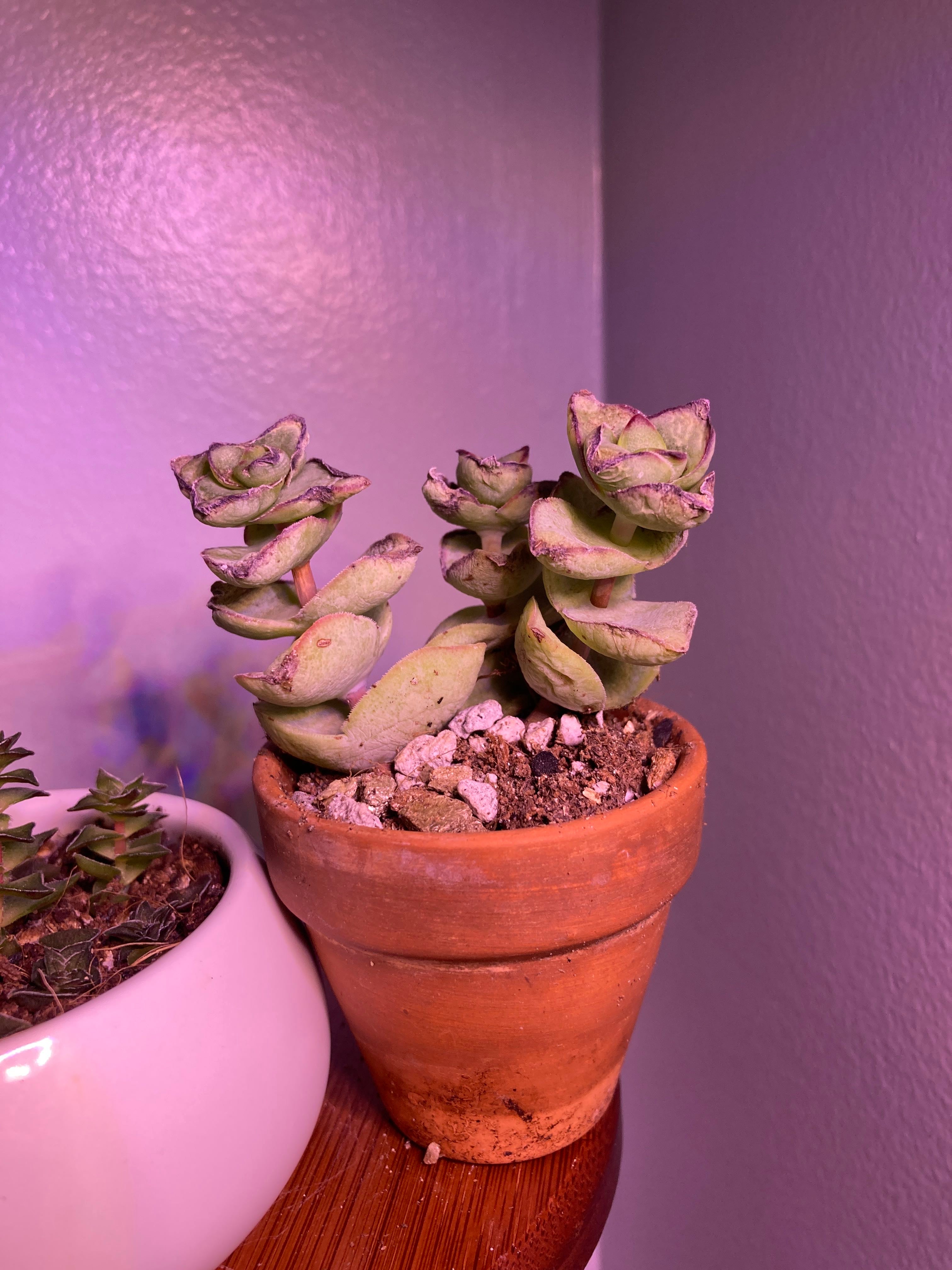 How to Care for Ivory Towers Crassula Mastering Water, Sunlight & More