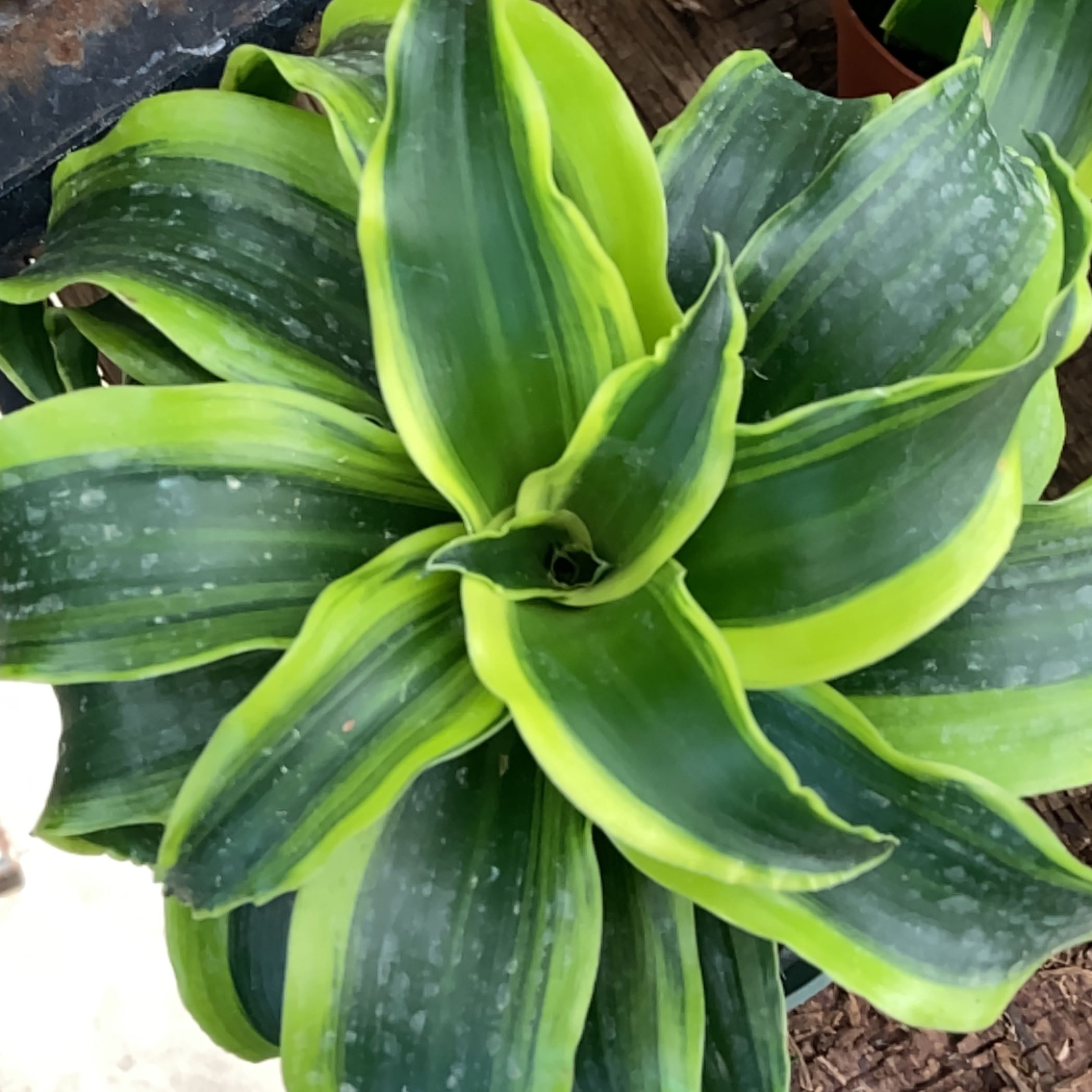 Dracaena 'Tornado' plant with vibrant green leaves and yellow edges.