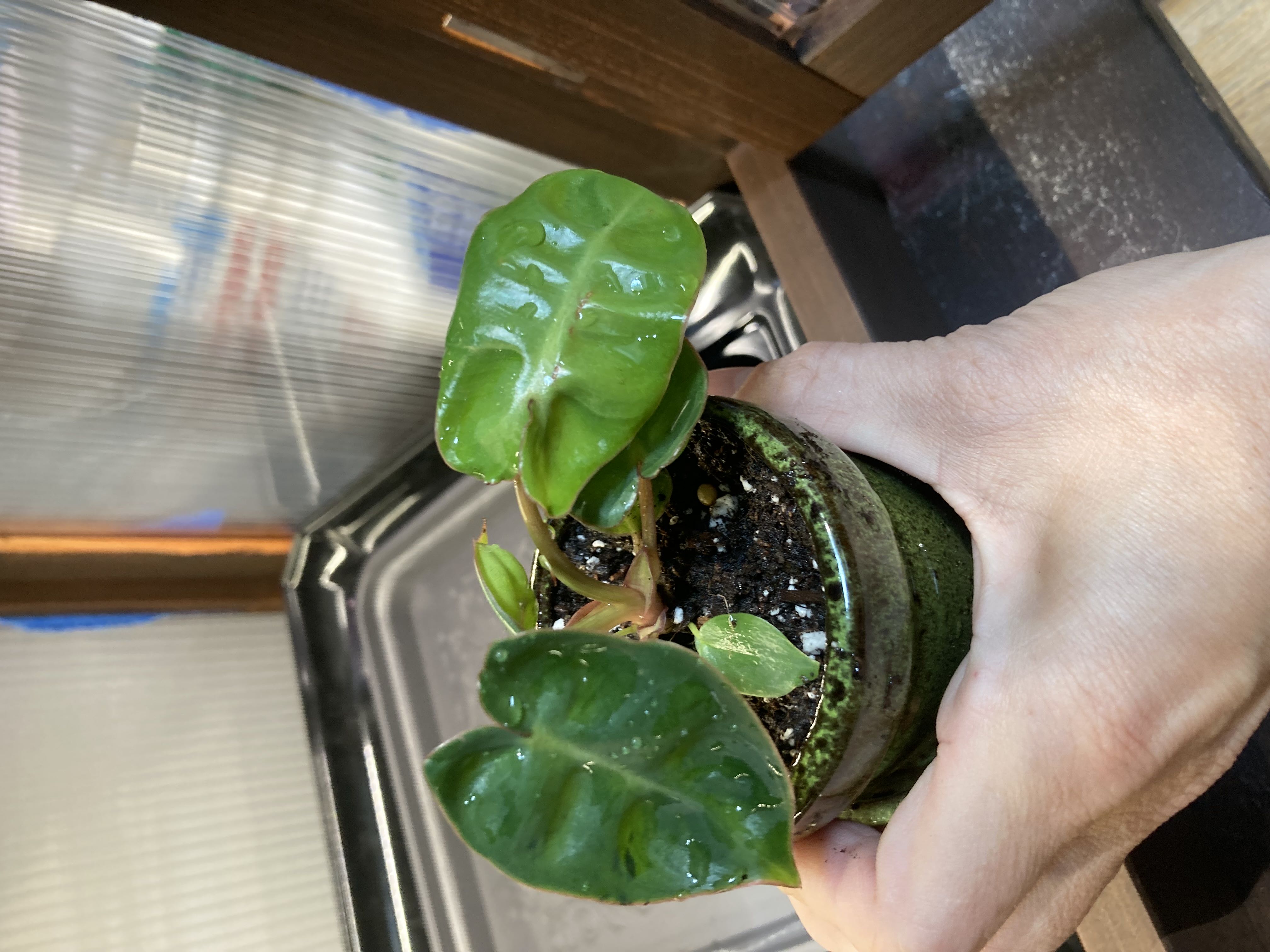 Photo from the post