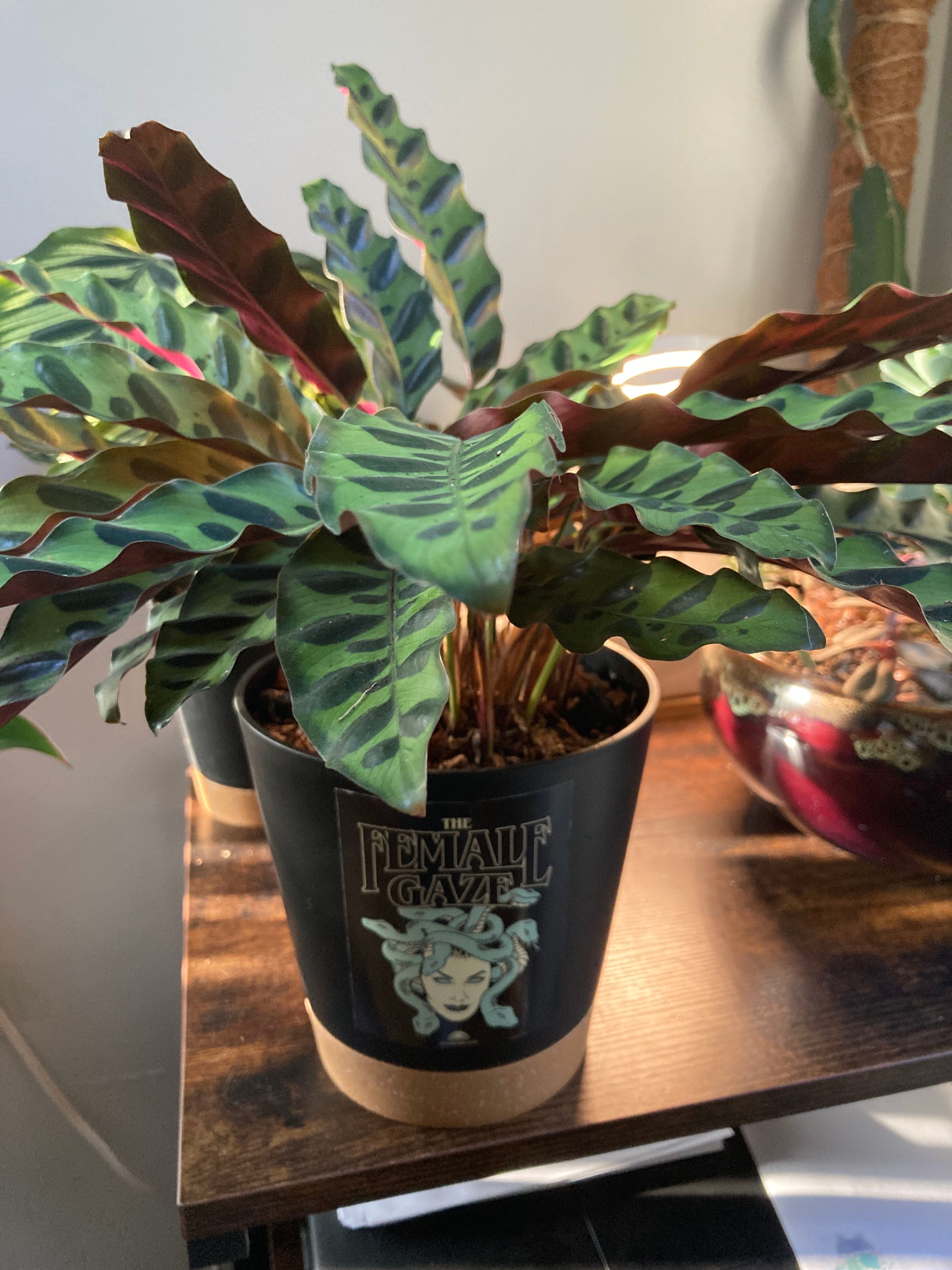 Best Soil for Rattlesnake Plant 🐍 🪴