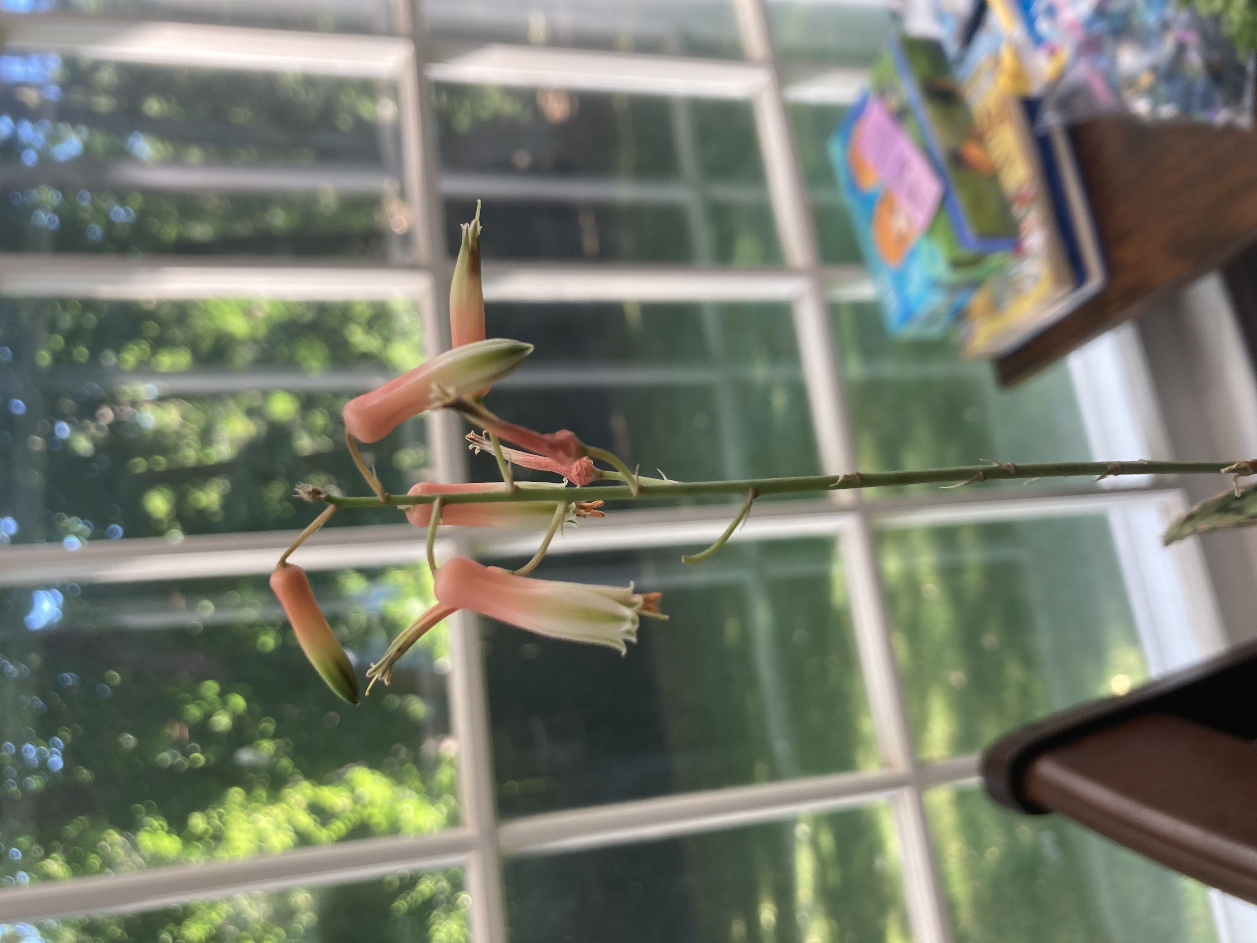 Photo from the post