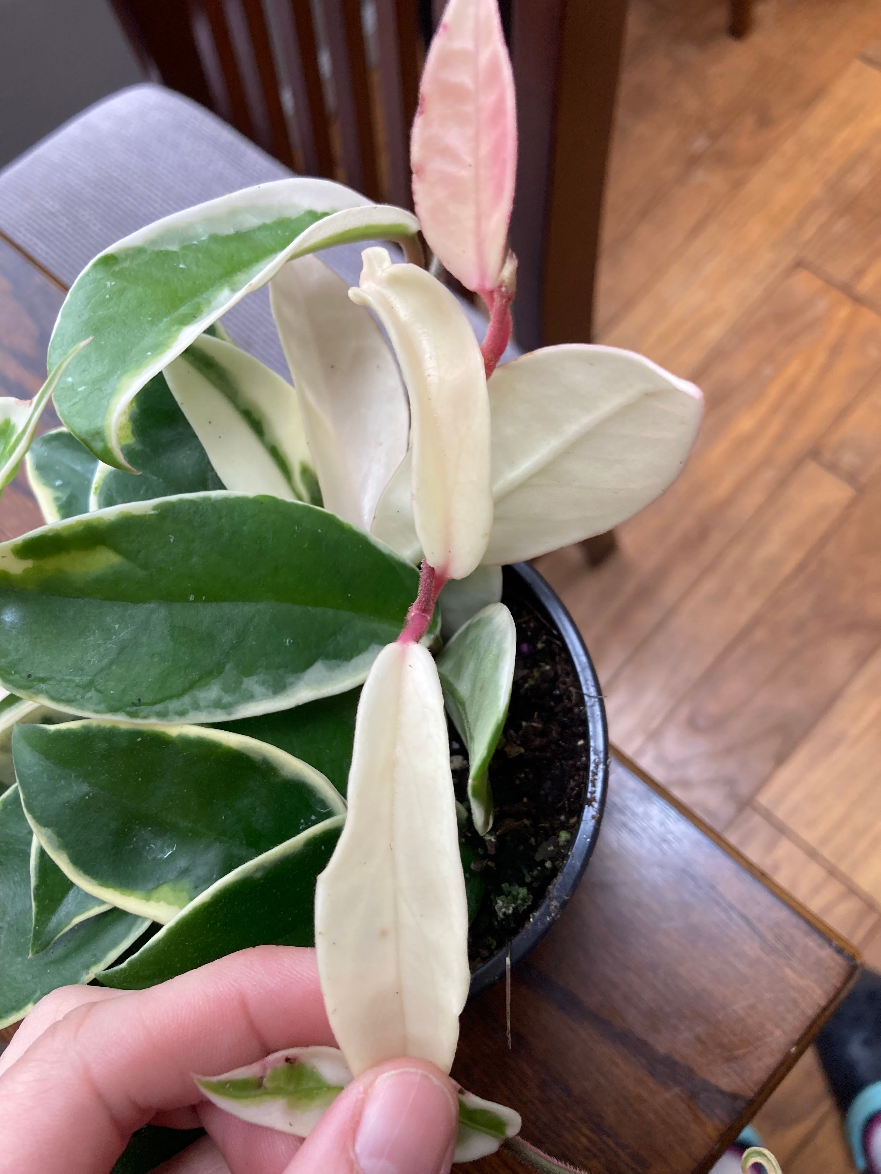 Hoya Mindorensis Is Not Toxic To Cats 🐈