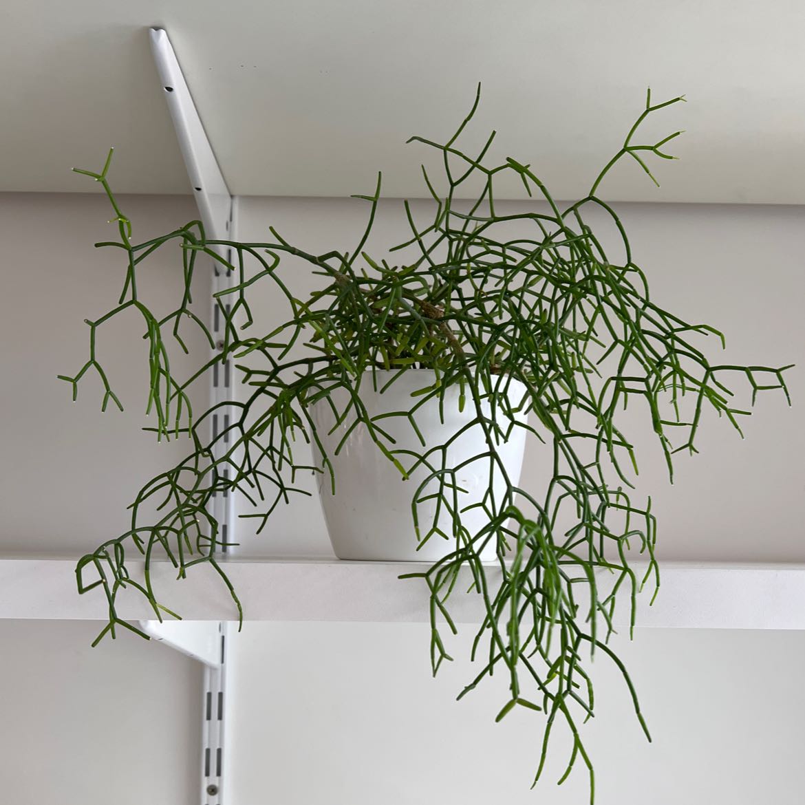 Photo of the plant species Rhipsalis baccifera by @ElegantSpinach named Rhipsalis on Greg, the plant care app