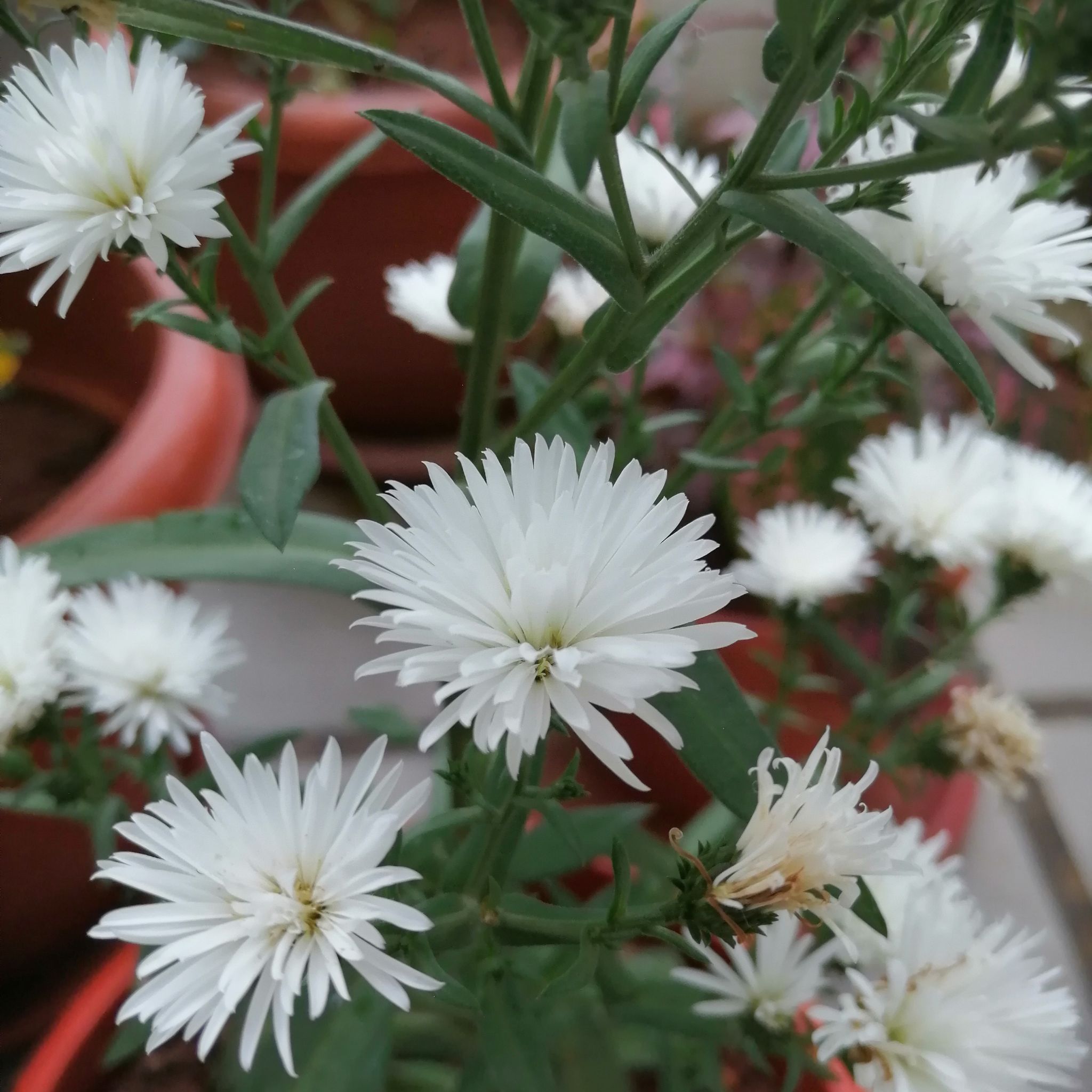 Photo of the plant species Cornflower by @SolidlyAgboy named Cornflower on Greg, the plant care app