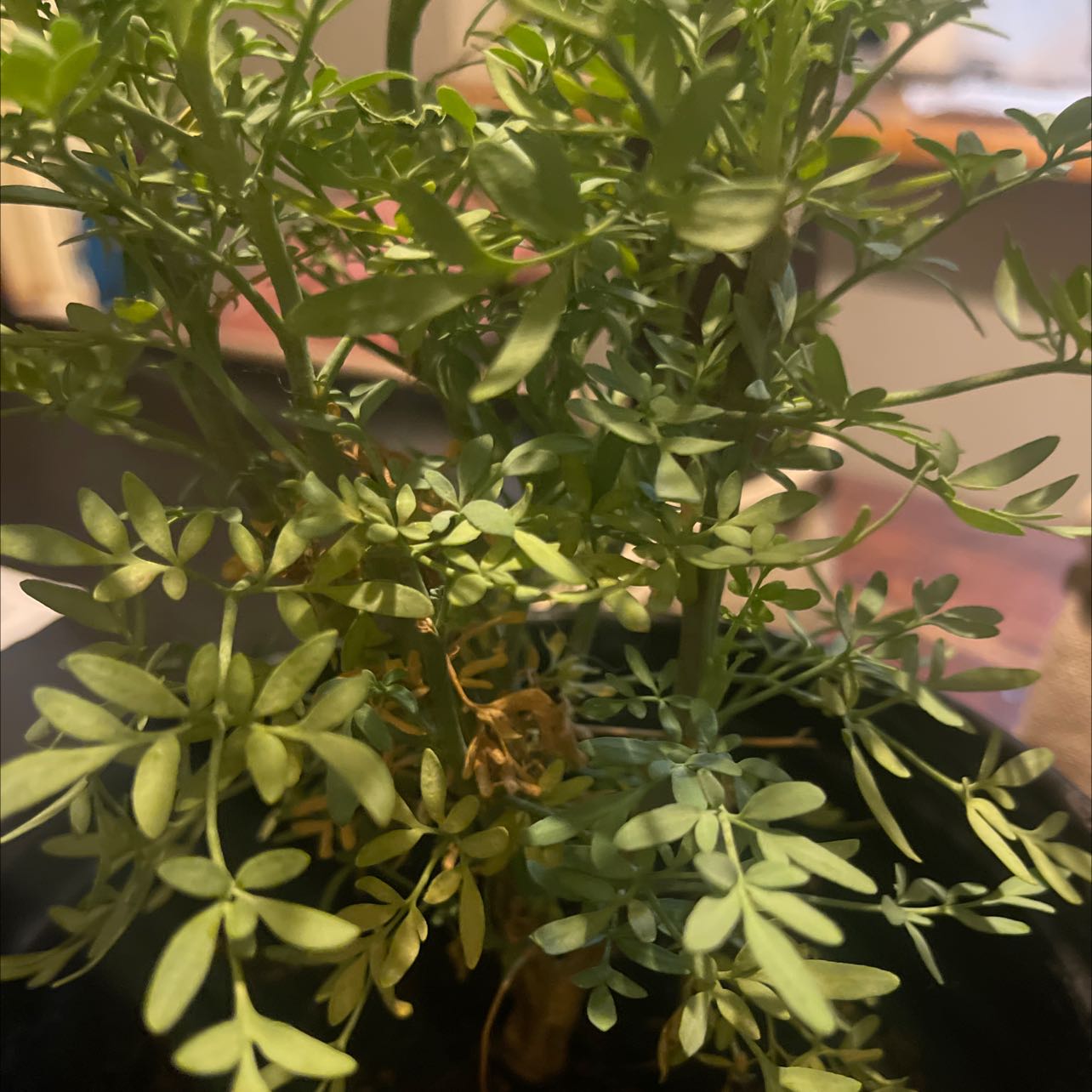 Image of a Common Rue plant in a pot with mostly green leaves and slight yellowing.