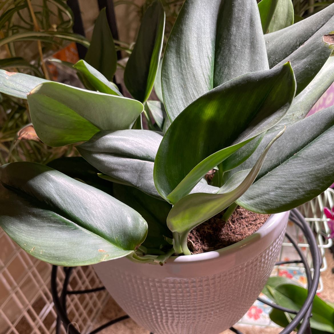 Scindapsus pictus 'Silver Hero' plant in a white pot with healthy silver-sheened leaves.