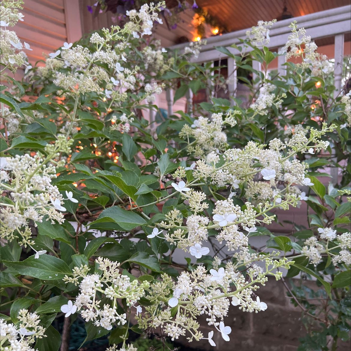 Panicle Hydrangea with white flowers in bloom, healthy leaves, and a porch in the background.
