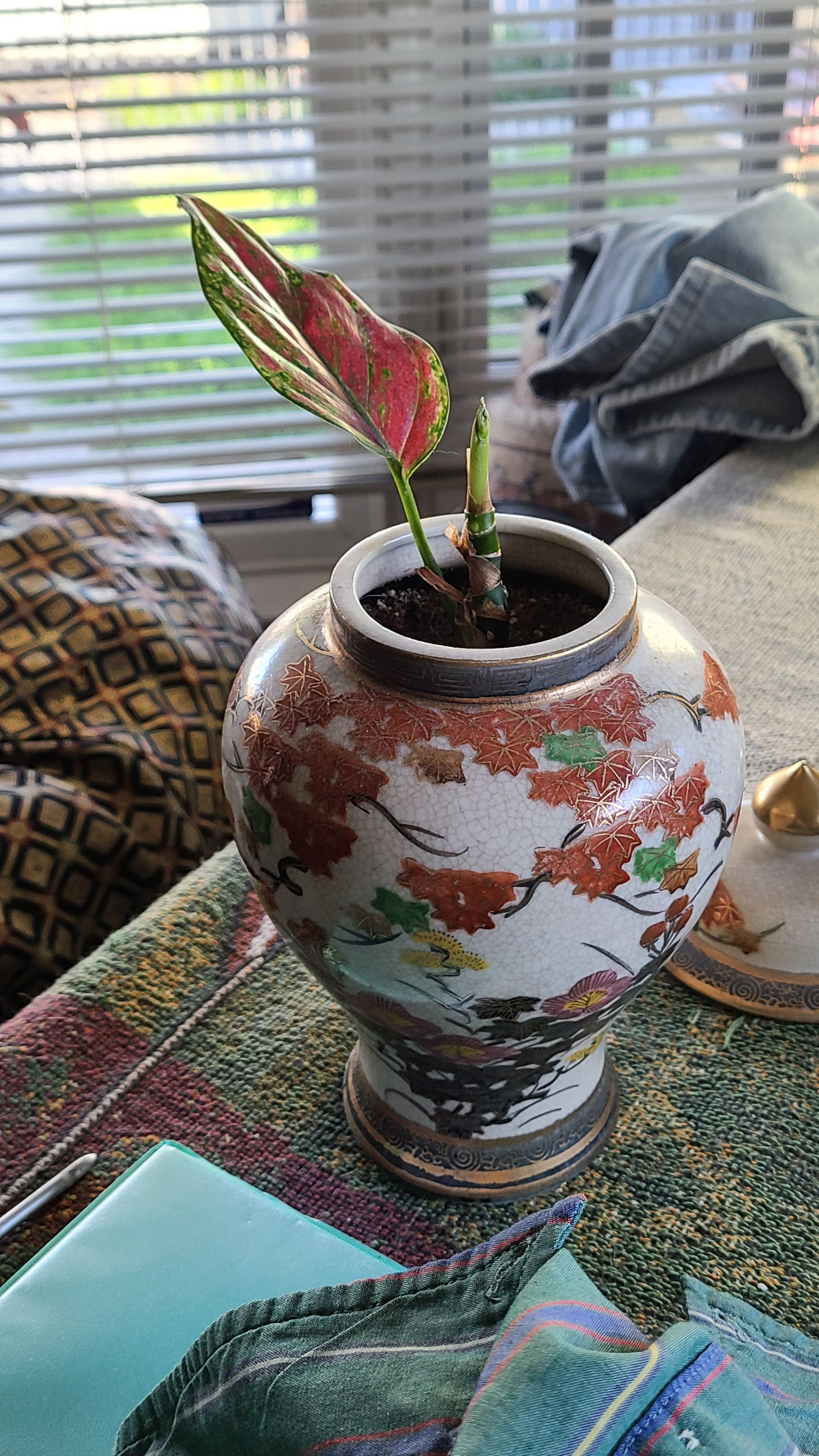 Chinese Evergreen Valentine plant in a decorative vase with some leaf discoloration, placed indoors near a window.