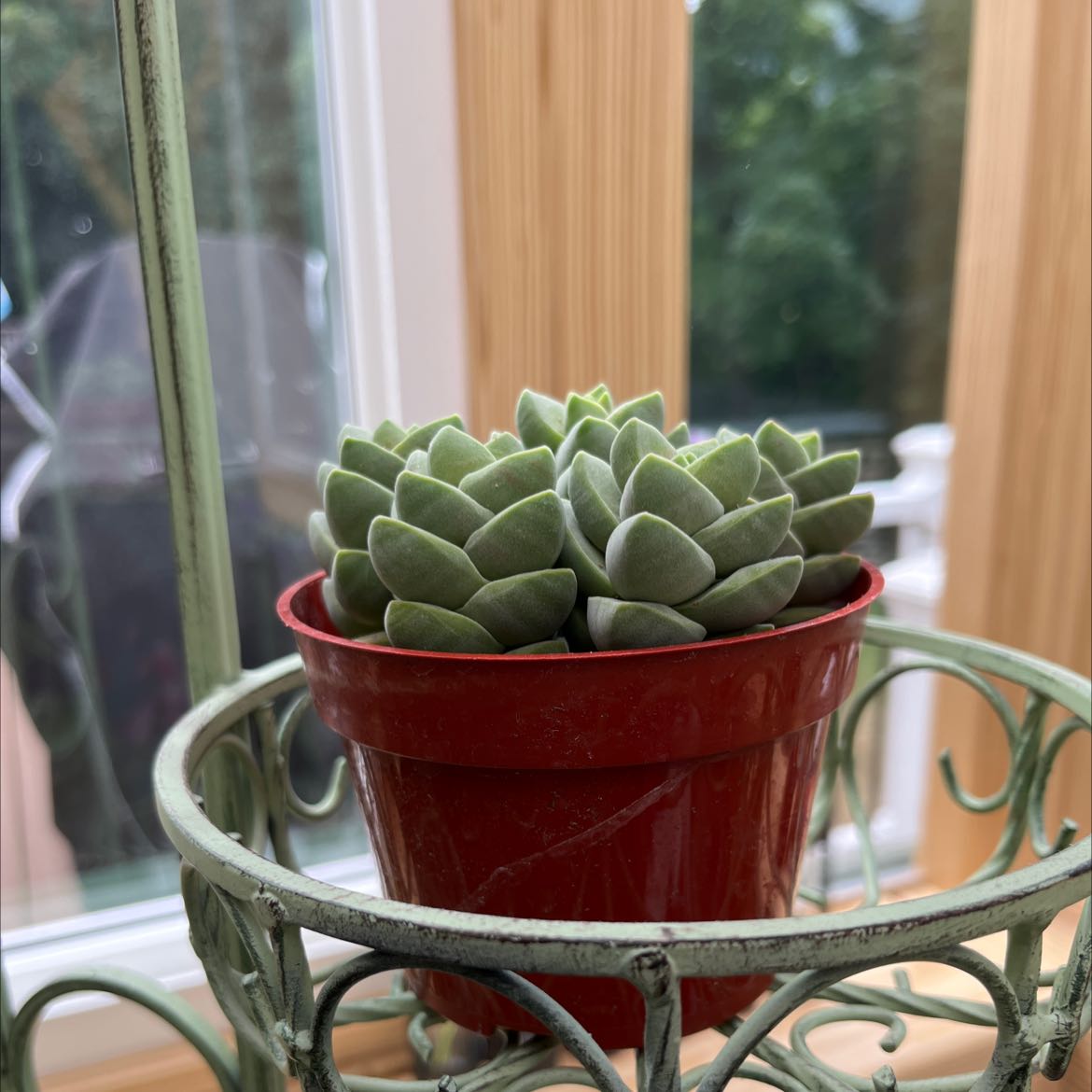 Crassula 'Moonglow' plant in a red pot on a decorative stand.