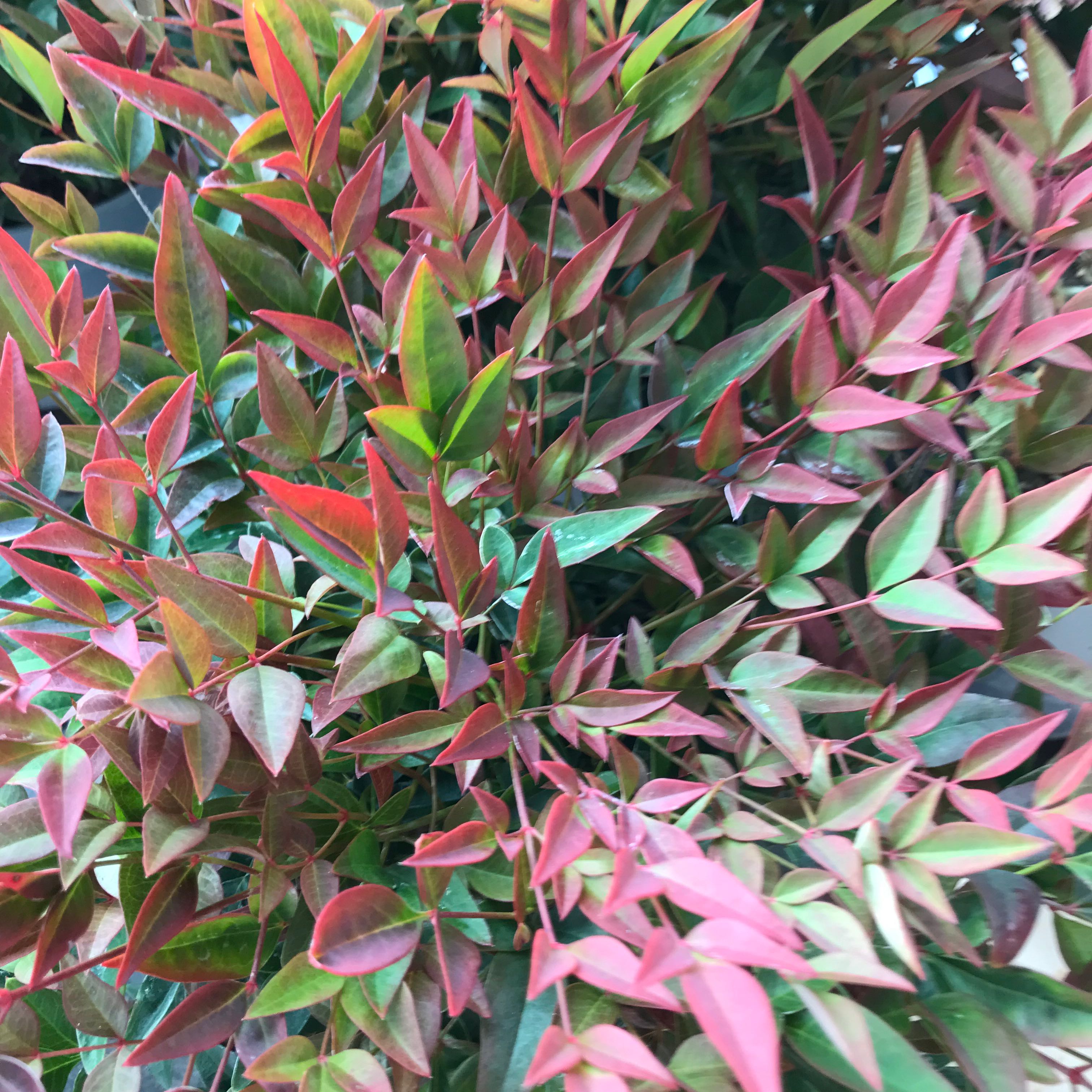 Sacred Bamboo plant with vibrant red and green leaves.