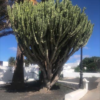 African Candelabra Tree plant in Saint-Maur-des-Fossés, Île-de-France