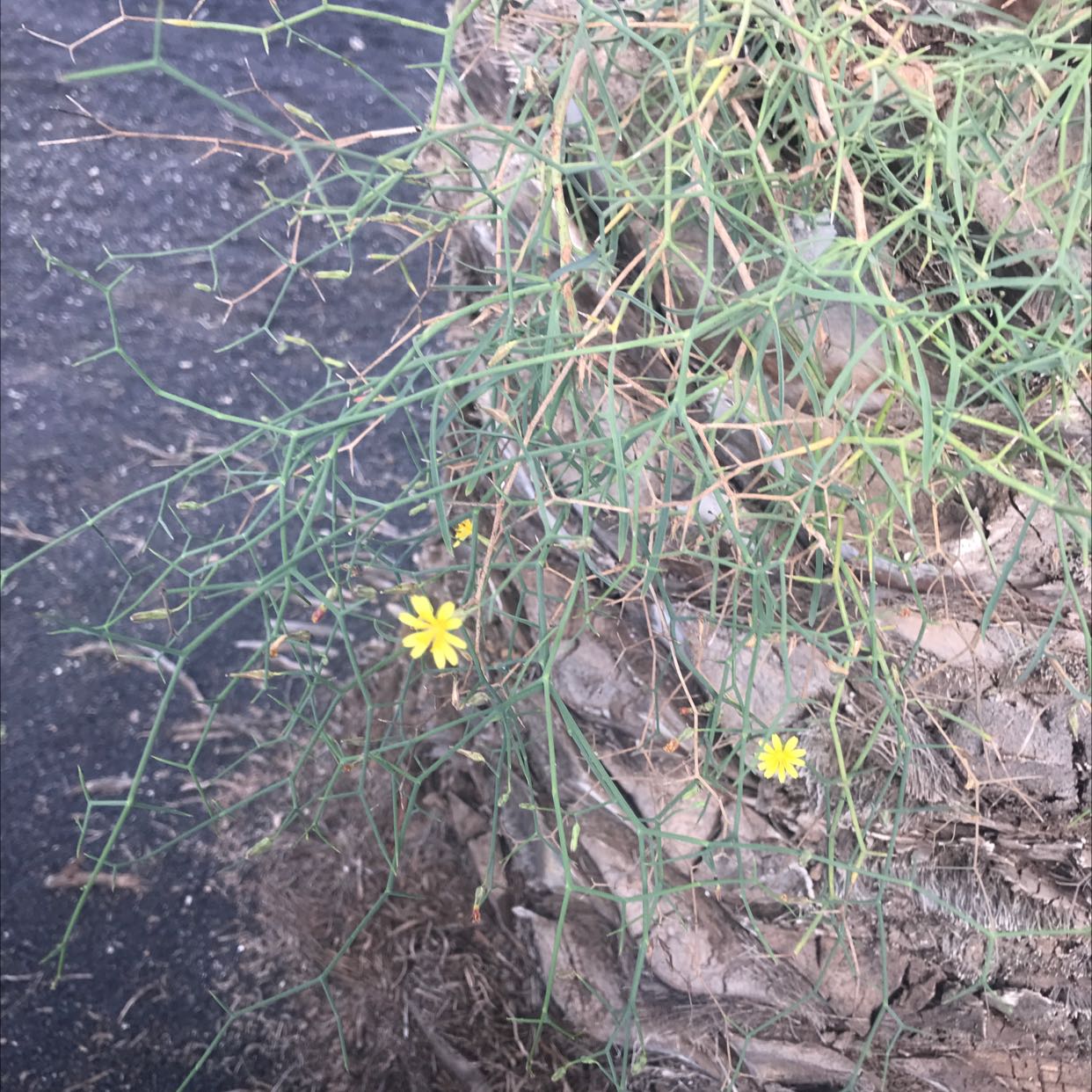 Photo of the plant species Naked Weed by @FacilelyFrogbit named Your plant on Greg, the plant care app
