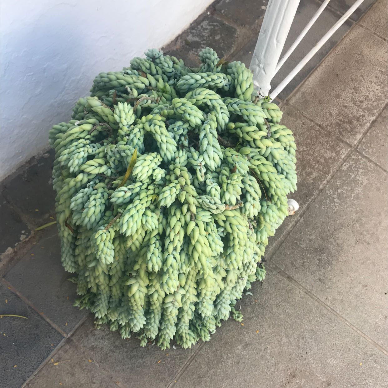 Photo of the plant species Burro's Tail by @FacilelyFrogbit named Your plant on Greg, the plant care app