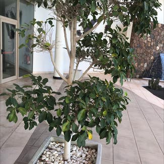 Ficus Ginseng plant in Saint-Maur-des-Fossés, Île-de-France