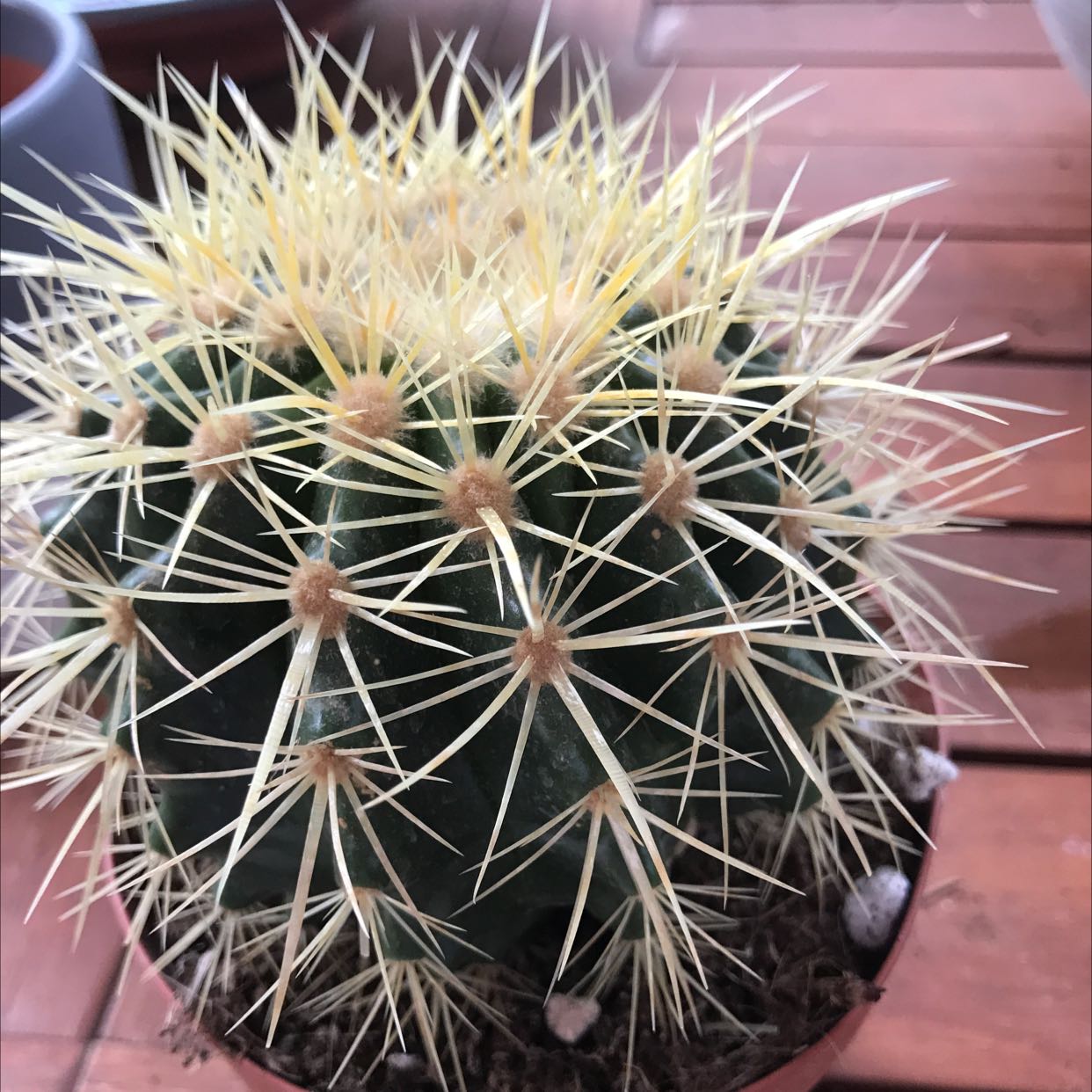 Photo of the plant species Golden Barrel Cactus by @FacilelyFrogbit named Living Room on Greg, the plant care app